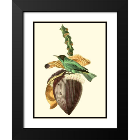 Cuvier Exotic Birds VIII Black Modern Wood Framed Art Print with Double Matting by Cuvier, Georges