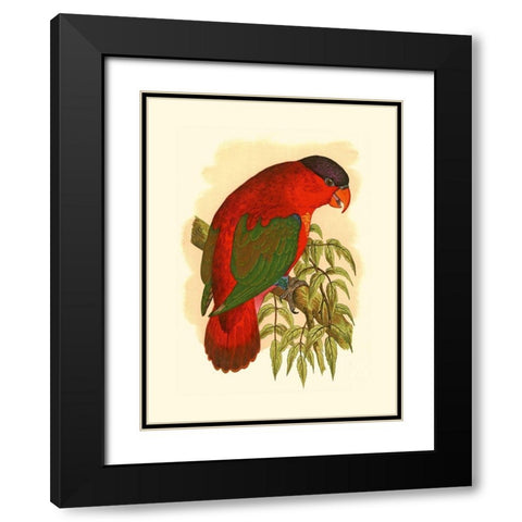 Purple-Capped Lory Black Modern Wood Framed Art Print with Double Matting by Unknown