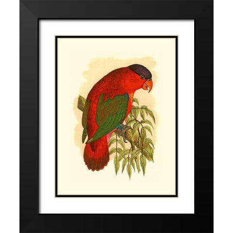 Purple-Capped Lory Black Modern Wood Framed Art Print with Double Matting by Unknown