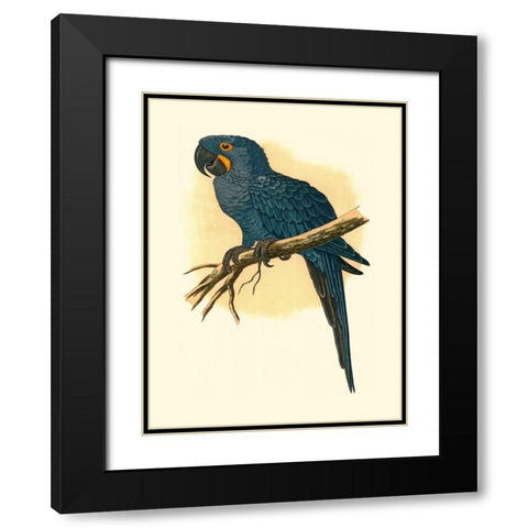 Hyacinthine Macaw Black Modern Wood Framed Art Print with Double Matting by Unknown