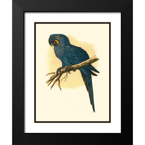 Hyacinthine Macaw Black Modern Wood Framed Art Print with Double Matting by Unknown