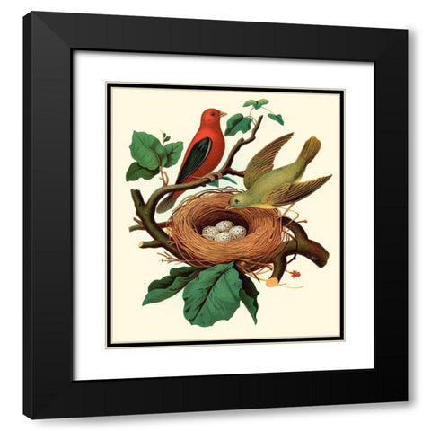 Feathering Nest II Black Modern Wood Framed Art Print with Double Matting by Unknown