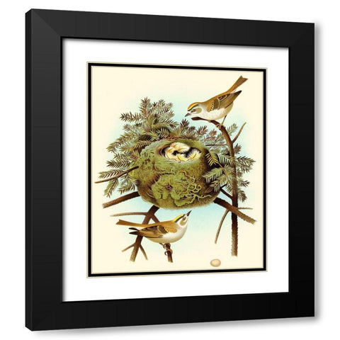 Feathering Nest III Black Modern Wood Framed Art Print with Double Matting by Unknown