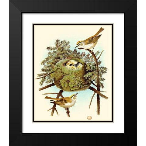 Feathering Nest III Black Modern Wood Framed Art Print with Double Matting by Unknown
