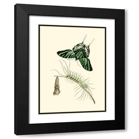 Butterfly Transformation II Black Modern Wood Framed Art Print with Double Matting by Unknown