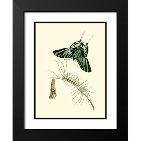 Butterfly Transformation II Black Modern Wood Framed Art Print with Double Matting by Unknown