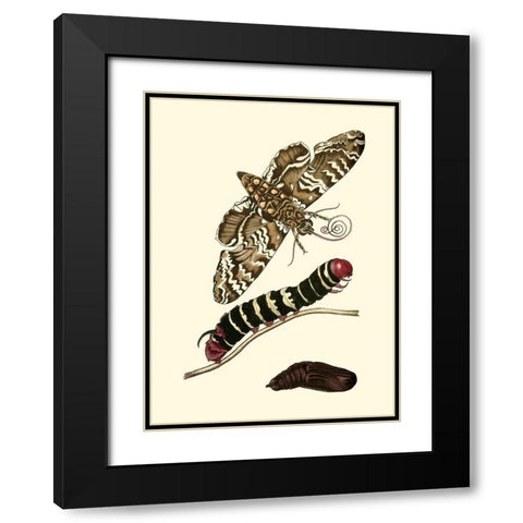 Butterfly Transformation III Black Modern Wood Framed Art Print with Double Matting by Unknown