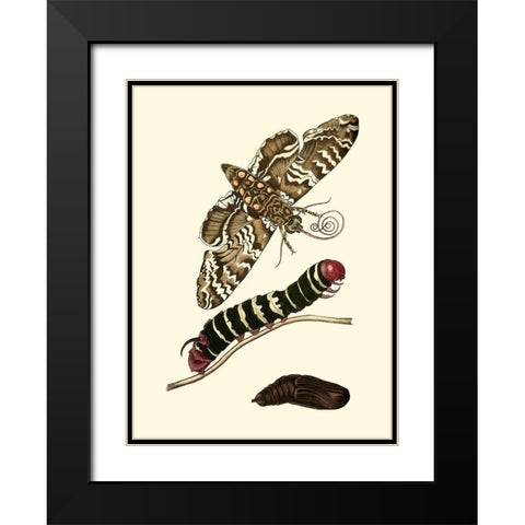 Butterfly Transformation III Black Modern Wood Framed Art Print with Double Matting by Unknown