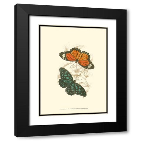Jardine Butterflies II Black Modern Wood Framed Art Print with Double Matting by Jardine, Sir William