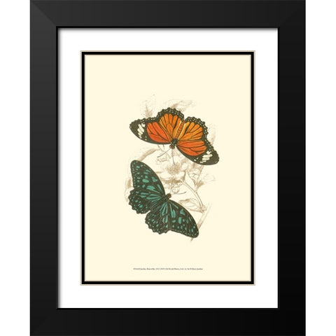 Jardine Butterflies II Black Modern Wood Framed Art Print with Double Matting by Jardine, Sir William