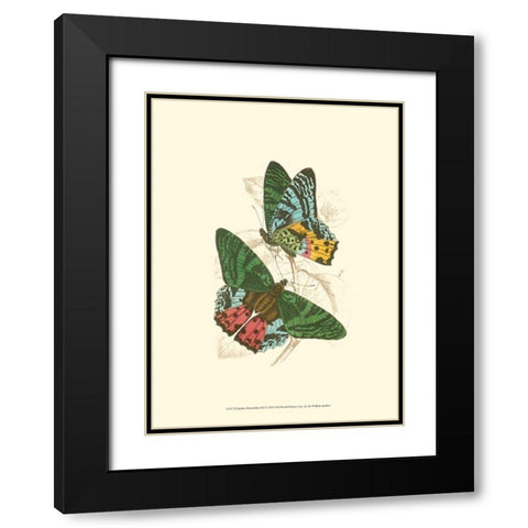 Jardine Butterflies III Black Modern Wood Framed Art Print with Double Matting by Jardine, Sir William