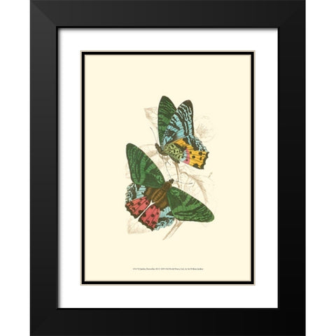 Jardine Butterflies III Black Modern Wood Framed Art Print with Double Matting by Jardine, Sir William