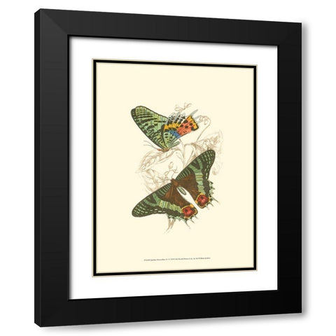 Jardine Butterflies IV Black Modern Wood Framed Art Print with Double Matting by Jardine, Sir William