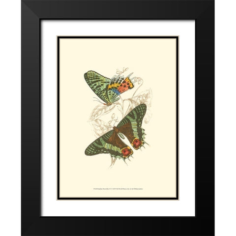 Jardine Butterflies IV Black Modern Wood Framed Art Print with Double Matting by Jardine, Sir William