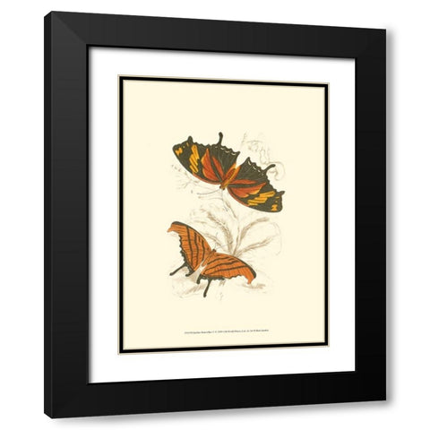Jardine Butterflies V Black Modern Wood Framed Art Print with Double Matting by Jardine, Sir William