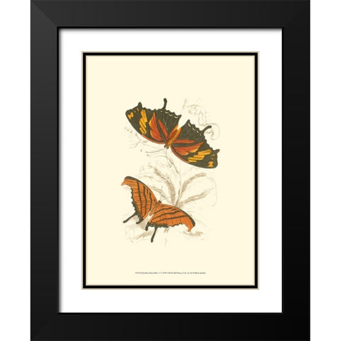 Jardine Butterflies V Black Modern Wood Framed Art Print with Double Matting by Jardine, Sir William