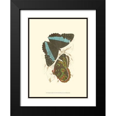 Jardine Butterflies VI Black Modern Wood Framed Art Print with Double Matting by Jardine, Sir William