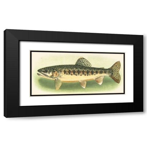 River Trout III Black Modern Wood Framed Art Print with Double Matting by unknown