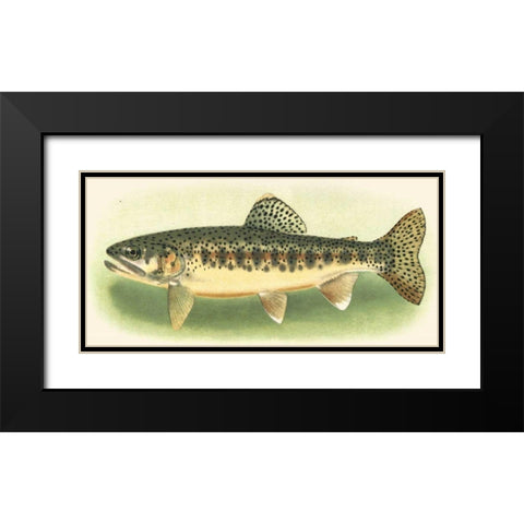 River Trout III Black Modern Wood Framed Art Print with Double Matting by unknown