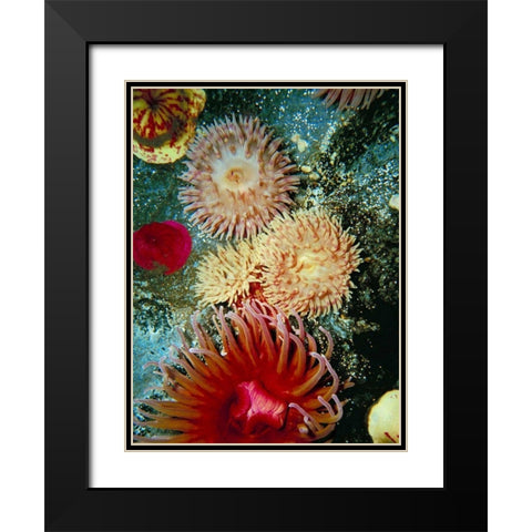 Graphic Sea Anemone III Black Modern Wood Framed Art Print with Double Matting by Vision Studio
