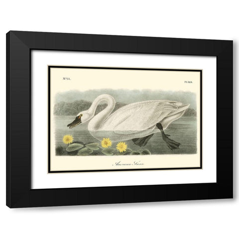 American Swan Black Modern Wood Framed Art Print with Double Matting by Audubon, John James