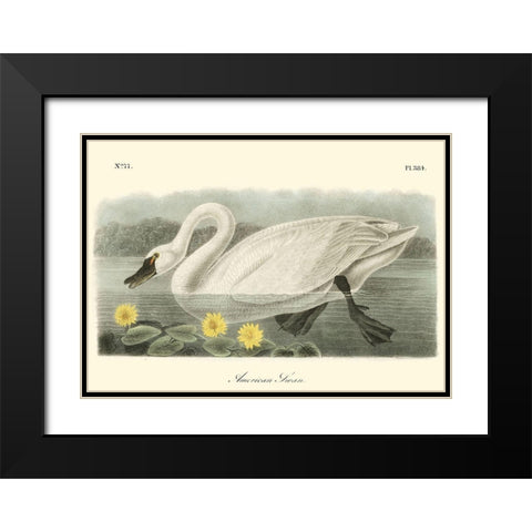 American Swan Black Modern Wood Framed Art Print with Double Matting by Audubon, John James