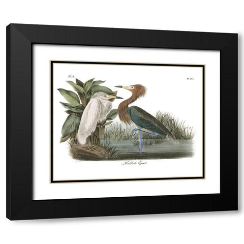 Reddish Egret Black Modern Wood Framed Art Print with Double Matting by Audubon, John James