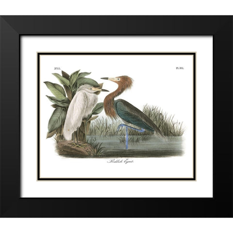 Reddish Egret Black Modern Wood Framed Art Print with Double Matting by Audubon, John James
