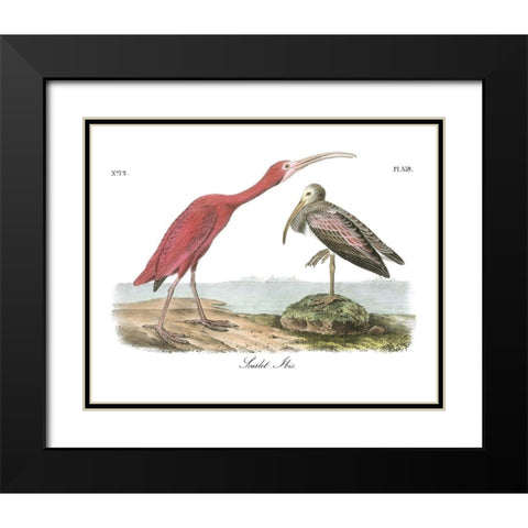 Scarlet Ibis Black Modern Wood Framed Art Print with Double Matting by Audubon, John James