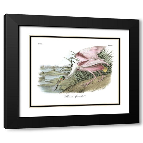 Roseate Spoonbill Black Modern Wood Framed Art Print with Double Matting by Audubon, John James