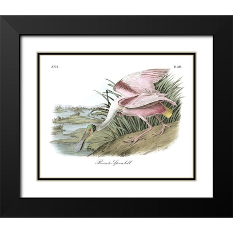 Roseate Spoonbill Black Modern Wood Framed Art Print with Double Matting by Audubon, John James