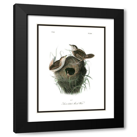 Short-billed Marsh Wren Black Modern Wood Framed Art Print with Double Matting by Audubon, John James