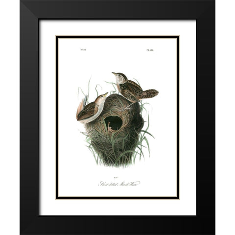 Short-billed Marsh Wren Black Modern Wood Framed Art Print with Double Matting by Audubon, John James