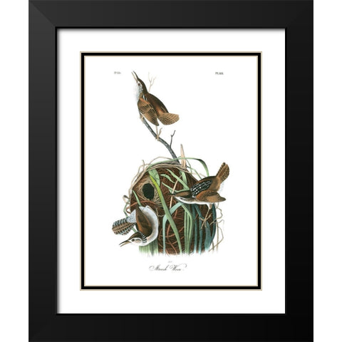 Marsh Wren Black Modern Wood Framed Art Print with Double Matting by Audubon, John James