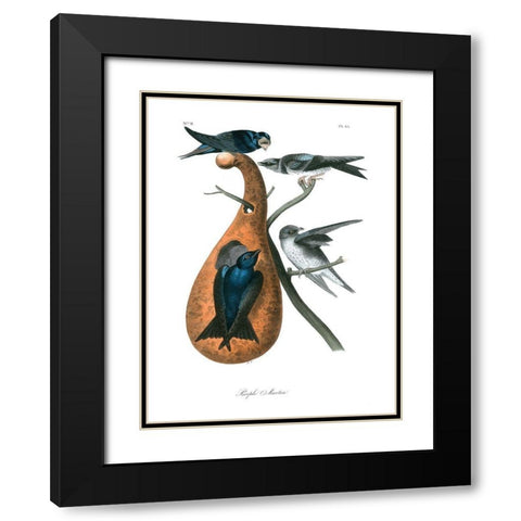 Purple Martin Black Modern Wood Framed Art Print with Double Matting by Audubon, John James