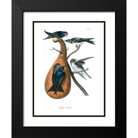 Purple Martin Black Modern Wood Framed Art Print with Double Matting by Audubon, John James