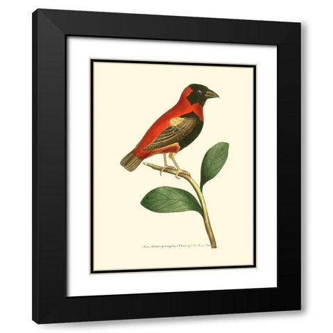 Crimson Birds I Black Modern Wood Framed Art Print with Double Matting by Nodder, Frederick P.