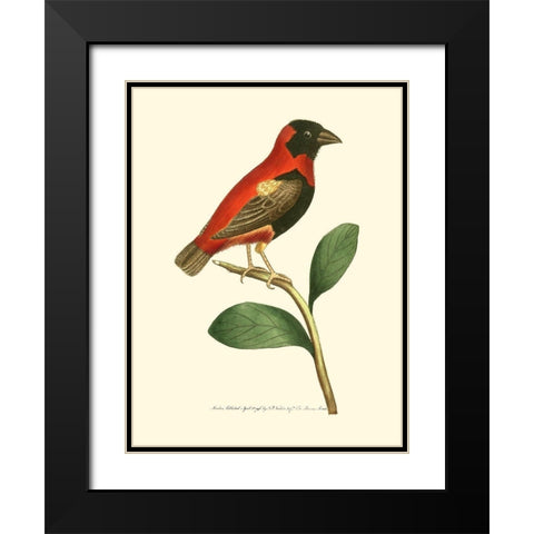 Crimson Birds I Black Modern Wood Framed Art Print with Double Matting by Nodder, Frederick P.