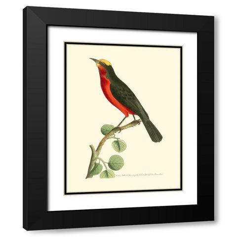 Crimson Birds II Black Modern Wood Framed Art Print with Double Matting by Nodder, Frederick P.