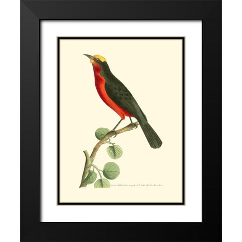 Crimson Birds II Black Modern Wood Framed Art Print with Double Matting by Nodder, Frederick P.
