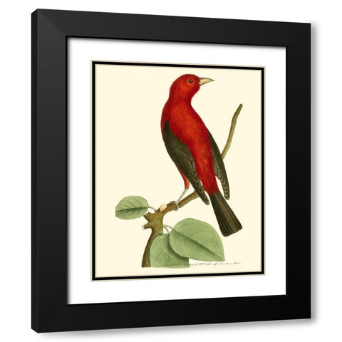 Crimson Birds III Black Modern Wood Framed Art Print with Double Matting by Nodder, Frederick P.