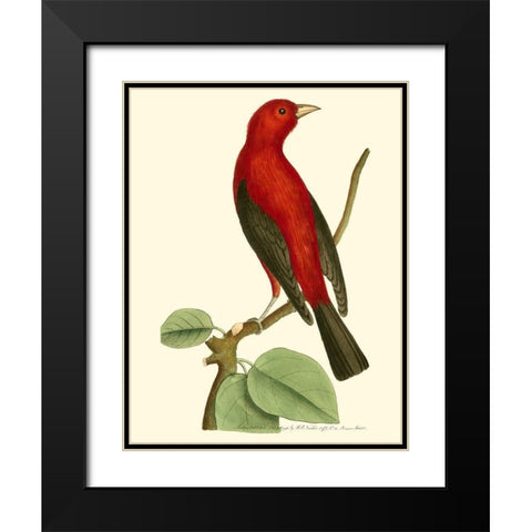 Crimson Birds III Black Modern Wood Framed Art Print with Double Matting by Nodder, Frederick P.