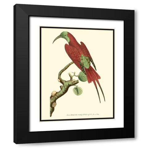 Crimson Birds IV Black Modern Wood Framed Art Print with Double Matting by Nodder, Frederick P.