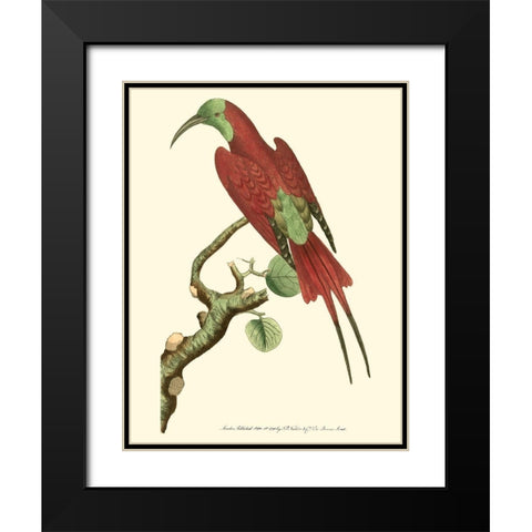 Crimson Birds IV Black Modern Wood Framed Art Print with Double Matting by Nodder, Frederick P.