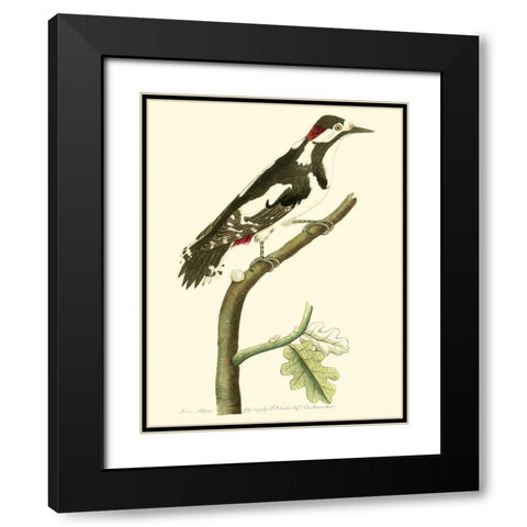 Crimson Birds V Black Modern Wood Framed Art Print with Double Matting by Nodder, Frederick P.