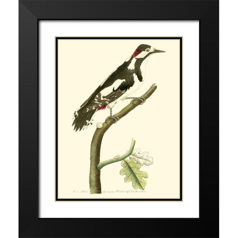 Crimson Birds V Black Modern Wood Framed Art Print with Double Matting by Nodder, Frederick P.