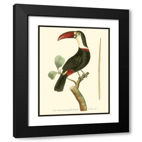 Crimson Birds VI Black Modern Wood Framed Art Print with Double Matting by Nodder, Frederick P.