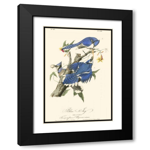 Audubon Blue Jays Black Modern Wood Framed Art Print with Double Matting by Audubon, John James
