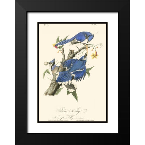 Audubon Blue Jays Black Modern Wood Framed Art Print with Double Matting by Audubon, John James