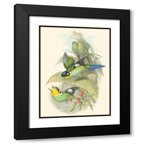 Small Birds of Tropics I Black Modern Wood Framed Art Print with Double Matting by Gould, John